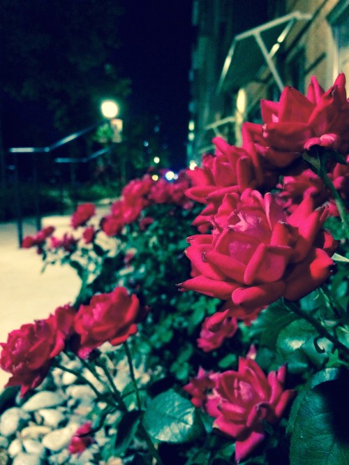 Here they stay, after all has retreated from the vanities of wakefulness. Quiet, mysterious, and solemn---a reality to their own. 