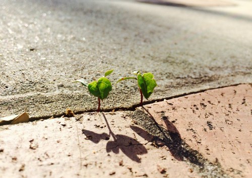 something about death is certain but life is not? 