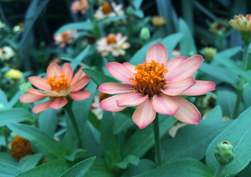 a happening in late june