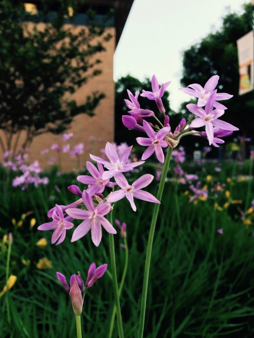 I stood, and waited, in silence--as the nearby youths played--I took deep breaths that drew no sounds. Later that day, I sat and enjoyed a piece of flan. It was a good day. 